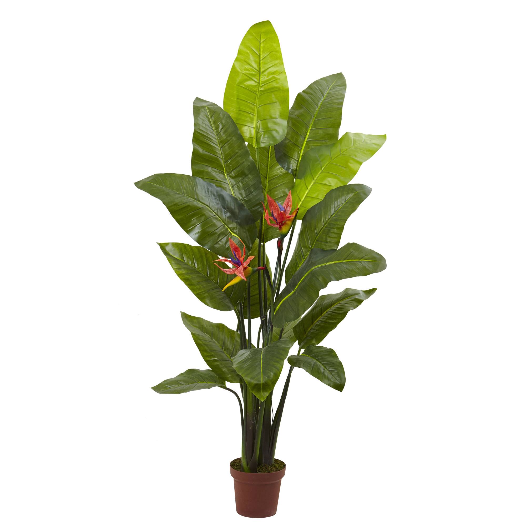5ft. Potted Bird of Paradise Plant With Flowers